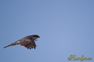 Northern Goshawk　オオタカ