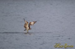 Osprey　ミサゴ