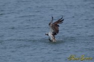 Osprey　ミサゴ