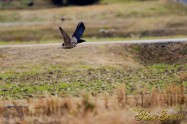 Peregrine Falcon ハヤブサ