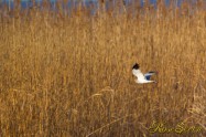 Northern harrier　ハイイロチュウヒ