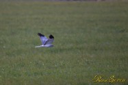 Northern harrier　ハイイロチュウヒ