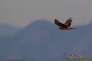 ハイイロチュウヒ　Northern harrier　♀