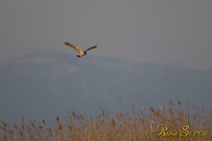 Eastern marsh harrier　チュウヒ