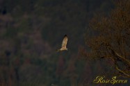 Eastern marsh harrier　チュウヒ