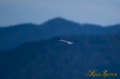 Northern harrier　ハイイロチュウヒ