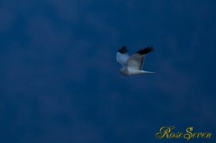 Northern harrier　ハイイロチュウヒ　　※ Canon Eos-1D Mark IV ＋ EF500 F4 L IS USM