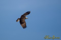 Osprey　ミサゴ　※ Canon EOS-1D Mark IV + EF800 F5.6L IS USM (M-Mode F5.6 ISO250 SS1/1250)