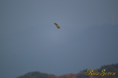 Short-eared Owl　コミミズク