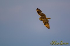 Short-eared Owl　コミミズク