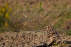 Short-eared Owl　コミミズク