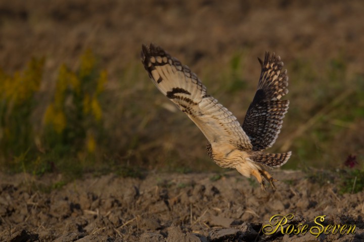 Short-eared Owl