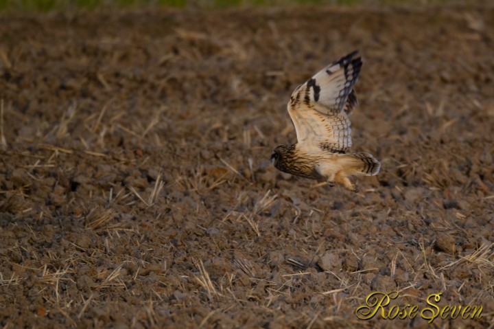 Short-eared Owl