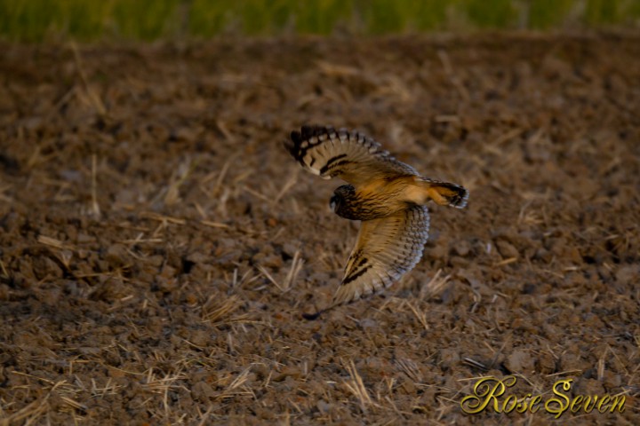 Short-eared Owl