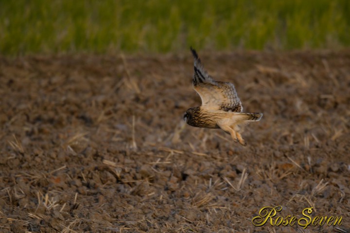 Short-eared Owl