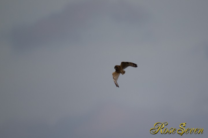 Short-eared Owl