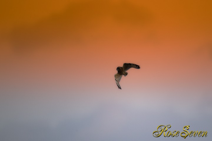 Short-eared Owl  Edit Magic Bullet PhotoLooks