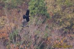 Mountain Hawk-eagle クマタカ