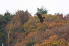 Mountain Hawk-eagle　クマタカ