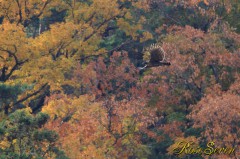 Mountain Hawk-eagle　クマタカ