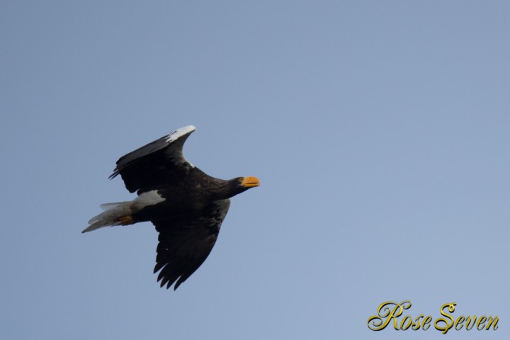 オオワシ　1DX + EF800 F5.6 ISO640 SS1/1600