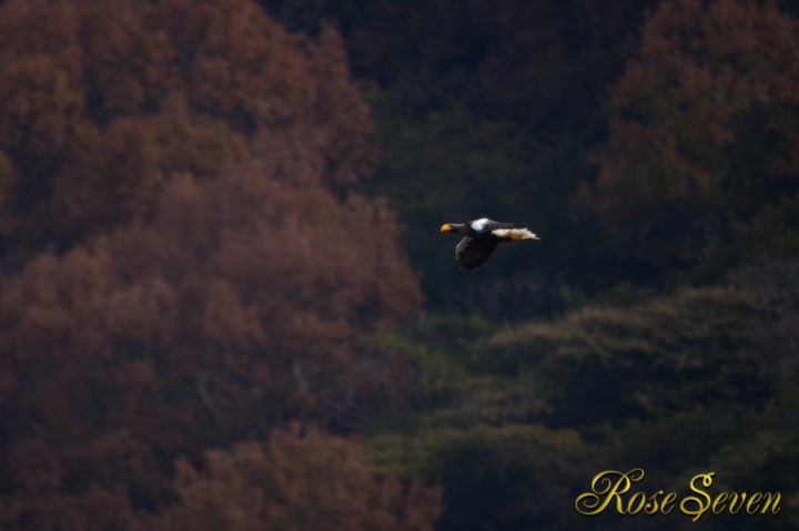 オオワシ　1DX + EF800 F5.6 ISO640 SS1/1000