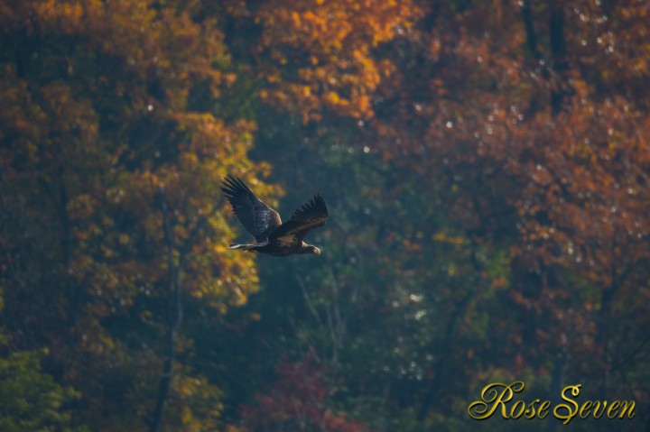 Steller's sea eagle　オオワシ若　2012/12/3