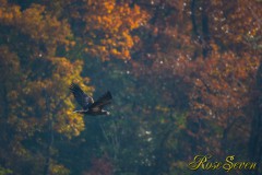 Steller's sea eagle　オオワシ