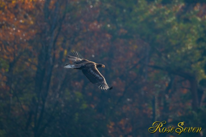 Steller's sea eagle　オオワシ若　2012/12/3