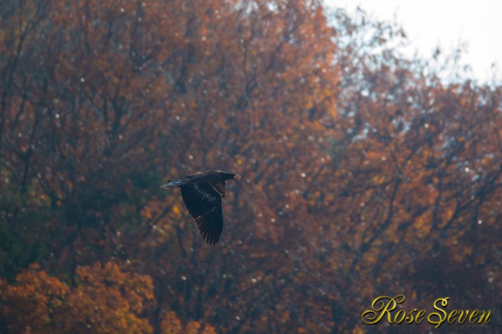 Steller's sea eagle　オオワシ若　2012/12/3