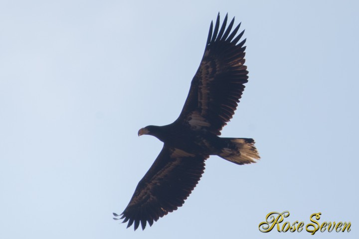 Steller's sea eagle　オオワシ若　羽模様　2012/12/3