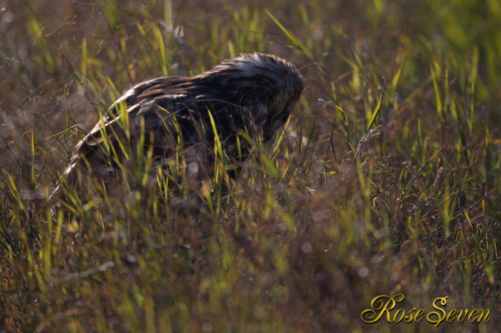 Eastern Buzzard