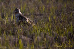 Eastern Buzzard　ノスリ