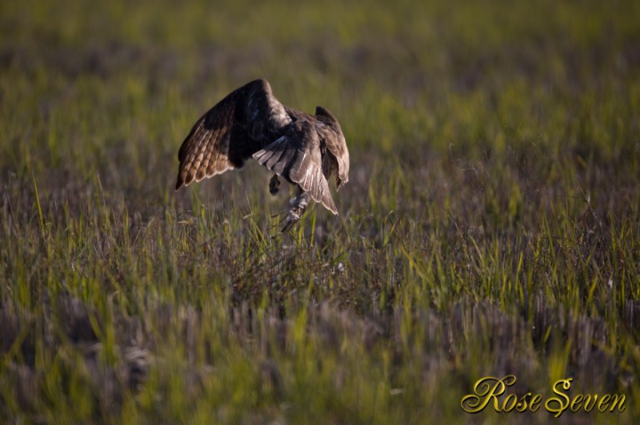 Eastern Buzzard