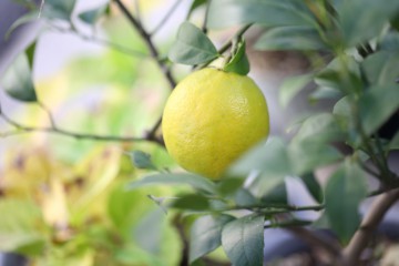木で完熟レモン