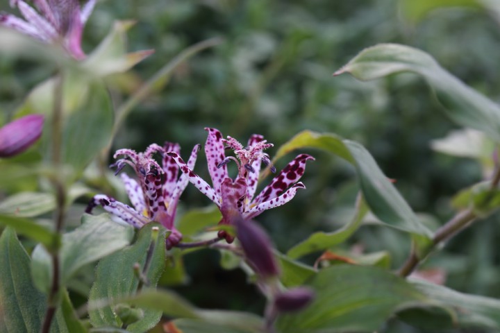 Tricyrtis hirta