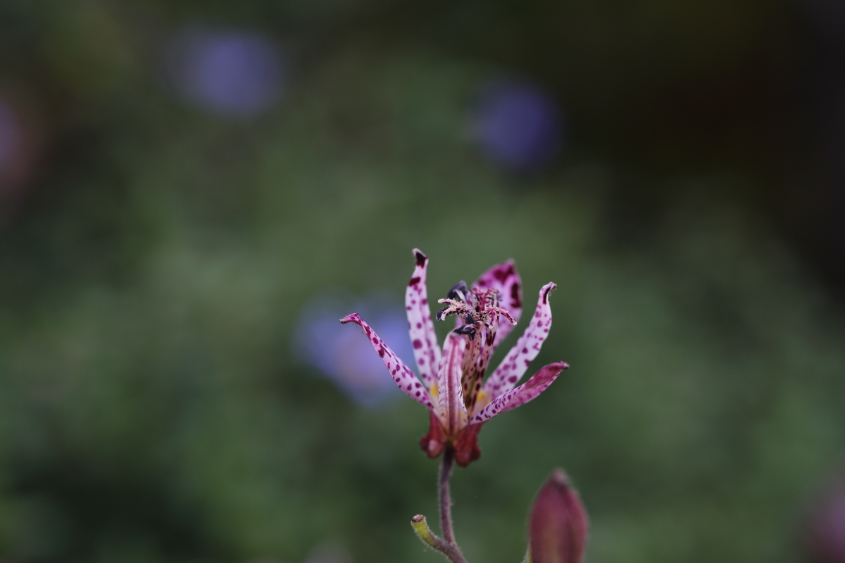 ホトトギス　（Tricyrtis hirta）