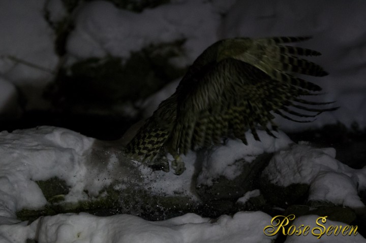 Blakiston’s fish owl