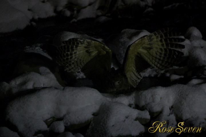 Blakiston’s fish owl