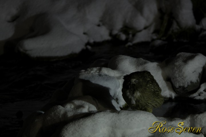 Blakiston’s fish owl