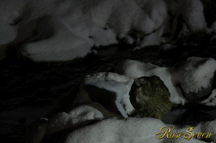 Blakiston’s fish owl