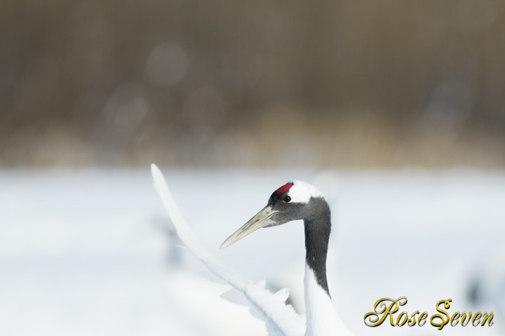 タンチョウ　Japanese crane (Canon Eos-1D X　EF400 F2.8L IS II USM + EXTENDER EF1.4×III)