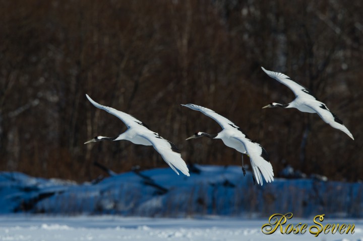 Japanese crane fly in snowy field　　※Canon Eos-1D X　EF400 F2.8L IS II USM + EXTENDER EF1.4×III