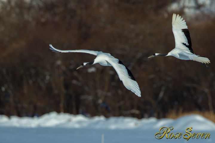 Japanese crane fly in snowy field　　※Canon Eos-1D X　EF400 F2.8L IS II USM + EXTENDER EF1.4×III