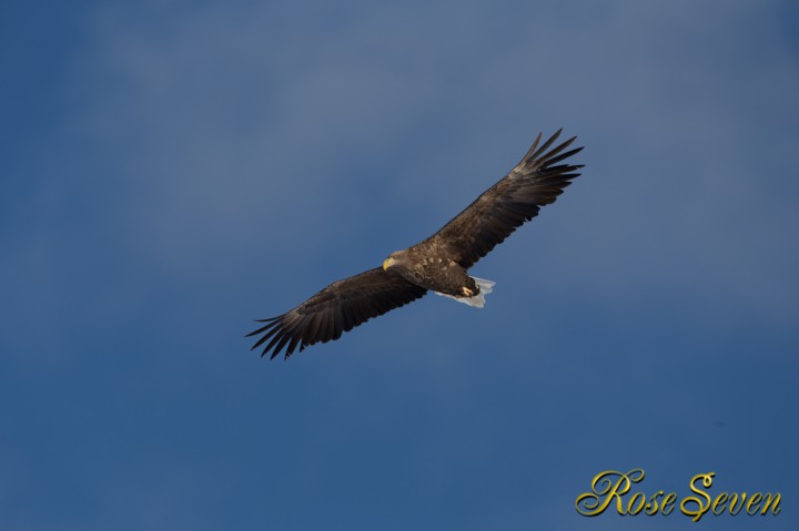 オジロワシ　White-tailed eagle