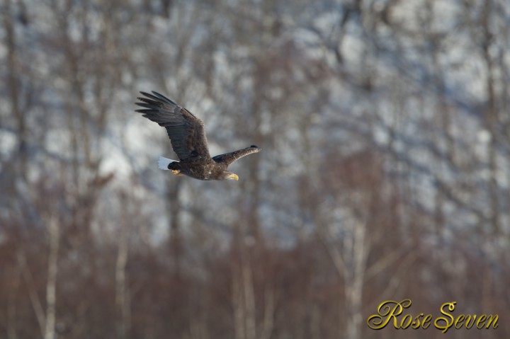 オジロワシ　White-tailed eagle