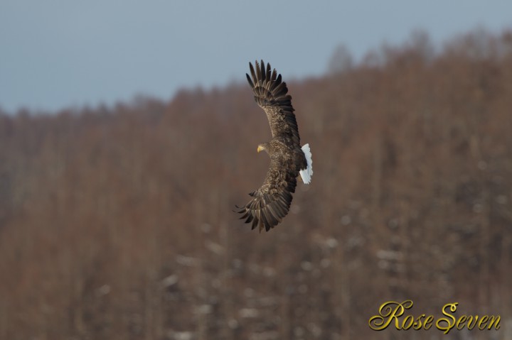 オジロワシ　White-tailed eagle