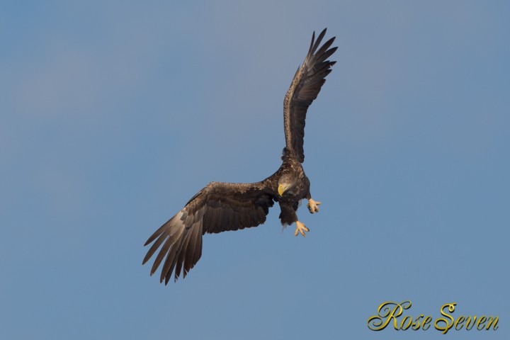 White-tailed eagle