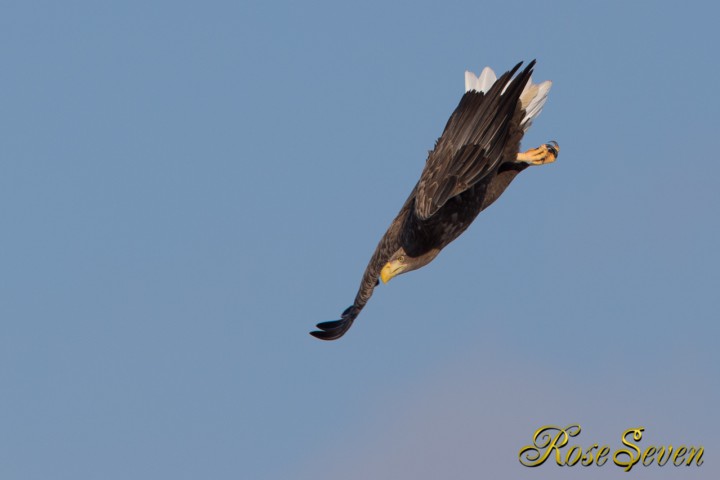 オジロワシ　White-tailed eagle