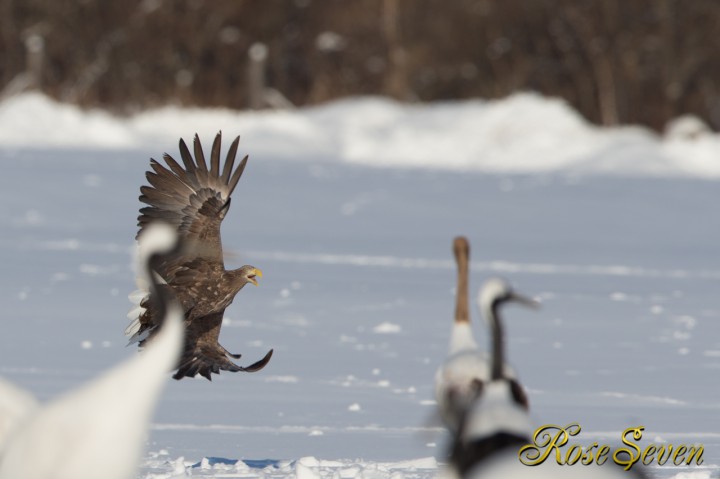 White-tailed eagle